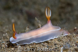 Antilao, Philippines, D300, 106VR by Larry Polster 